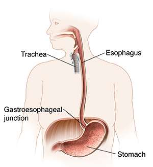 Diagram of Esophagus & Stomach