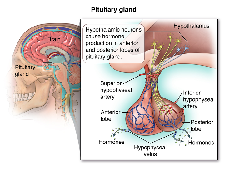 pituitary gland testing