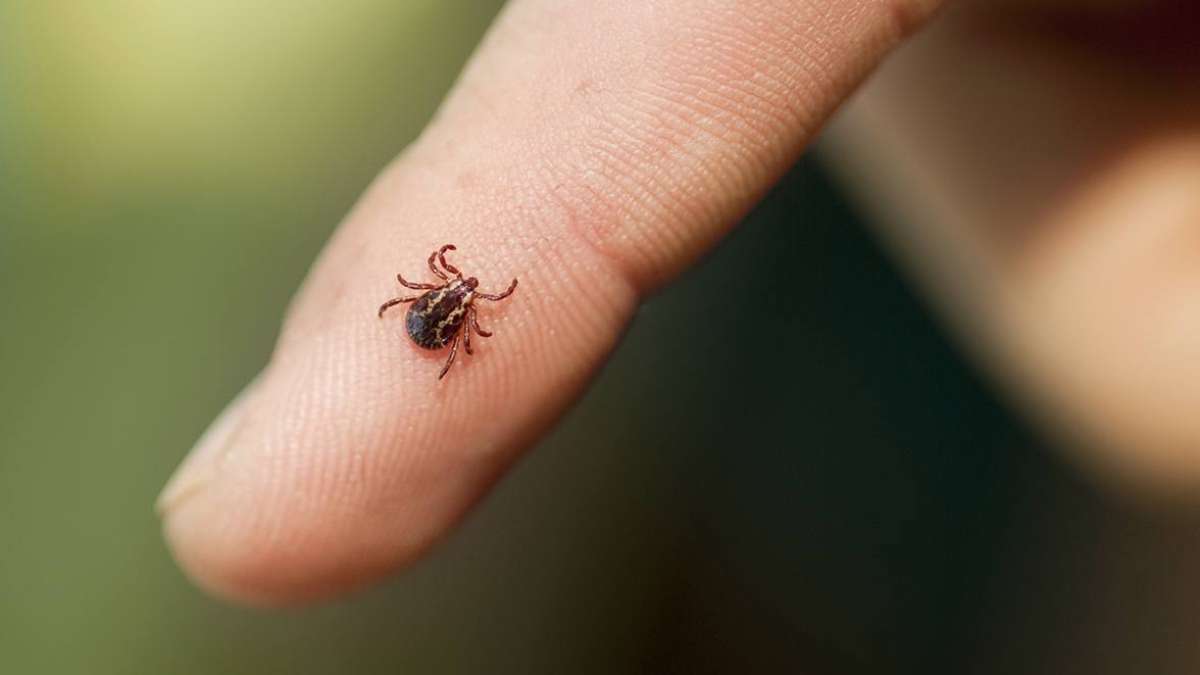 Tick Bite Symptoms to Know, According to Experts