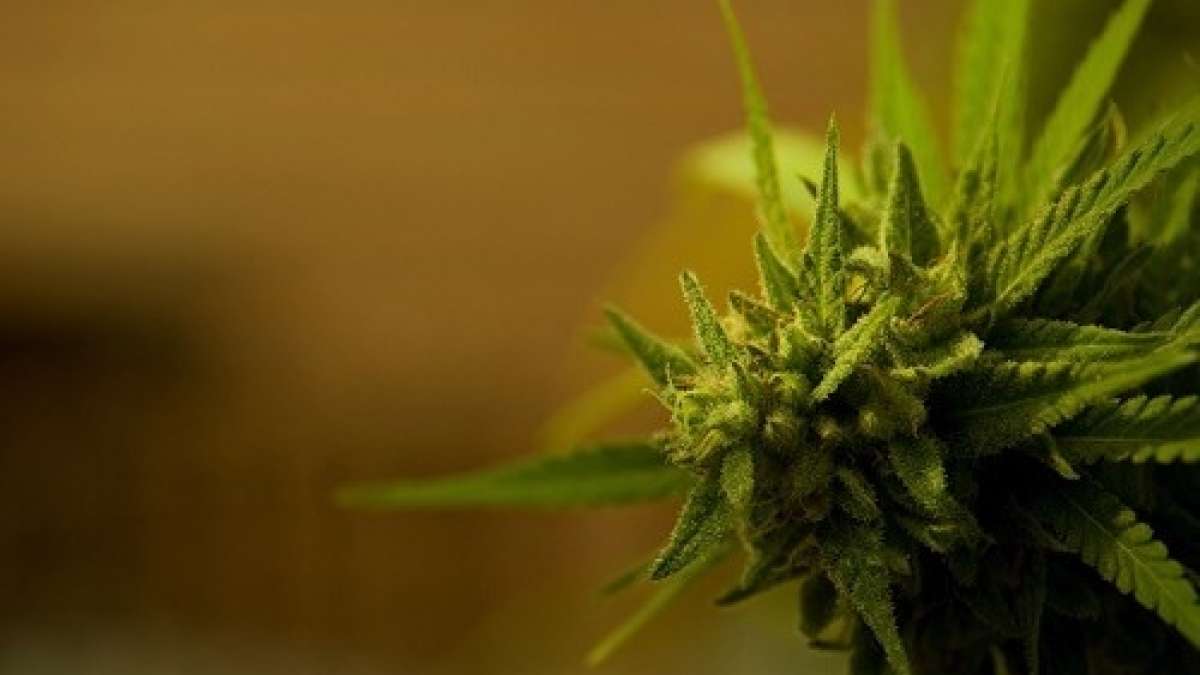 After FDA Approves First Drug Made From Marijuana, What Happens Next ...