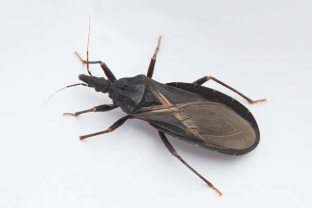 La enfermedad de Chagas puede ser mortal, pero la mayoría de las personas infectadas no saben que la tienen