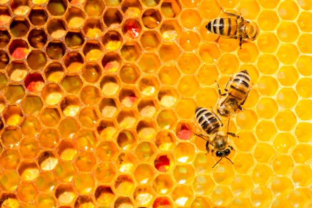 Bees and Honeycomb