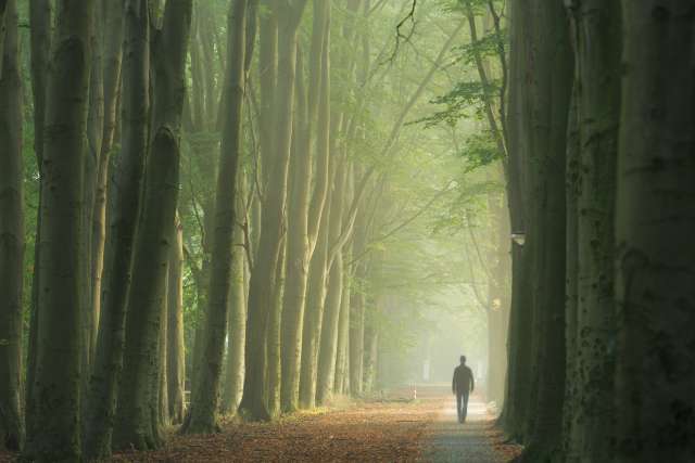 Man walking alone in forest