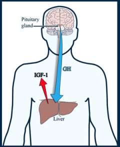 Gigantism Symptoms & Treatment - Pituitary & Skull Base Tumor | UCLA Health