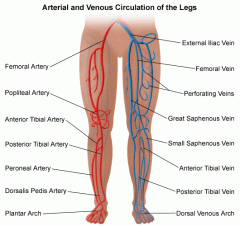 DVT - Blood Clots - The RANE Center for Venous and Lymphatic