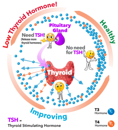 TSH Levels: What Do High And Low Levels Mean?, 60% OFF