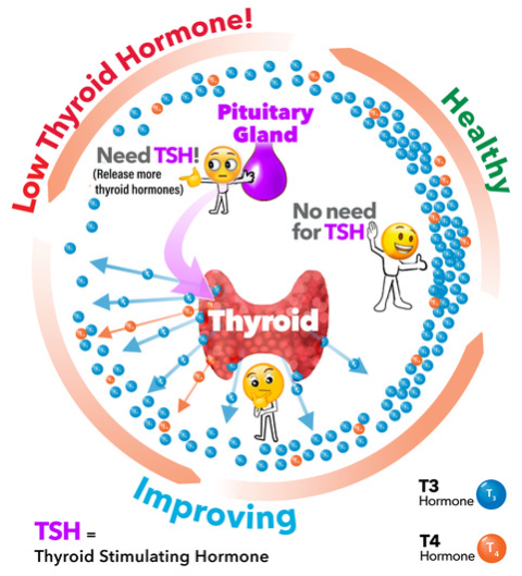 normal thyroid ranges