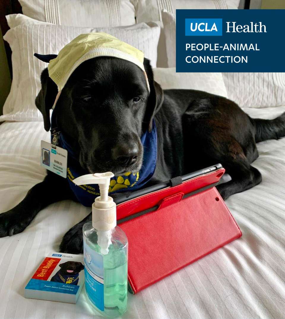 PAC COVID 19 People Animal Connection UCLA Health